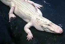 Close-up of a captive albino alligator