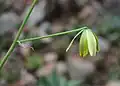 The flowers of Albuca viscosa are yellow-green and drooping