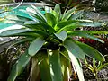 Alcantarea Imperialis  - Green Form