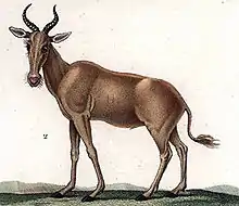 Alcelaphus buselaphus