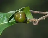 Unripe fruit