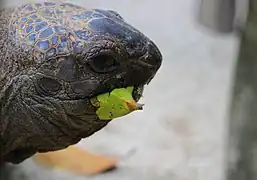 Aldabra giant tortoise