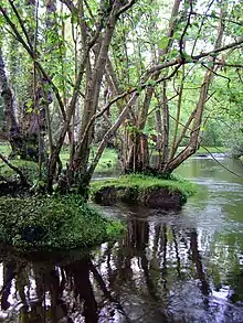 Alder trees in the river north of Fawley Ford