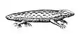 Two headed lizard from Historia serpentum et draconum (1640)