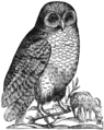 Owl