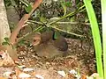 Australian brushturkey chick