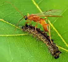 Aleiodes indiscretus ovipositing in its host, a gypsy moth caterpillar