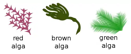 A seaweed is a macroscopic form of red or brown or green algae.