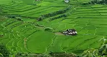 Rice Mazandaran