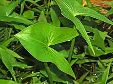 Leaves of Sagittaria montevidensis at the Orto Botanico dell'Università di Genova