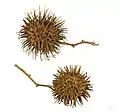 Spiny fruits (ripe and detached from plant)