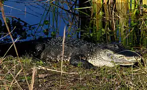 An alligator near the State Park campground