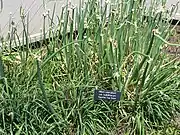 Allium caeruleum var. bulbilliferum Egyptian Top Onion at Minnesota Landscape Arboretum