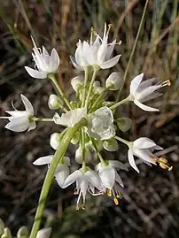 White flowers