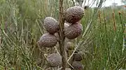 Mature cones in Morton National Park