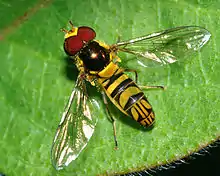 Allograpta