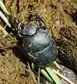 Allogymnopleurus thalassinus on zebra dung