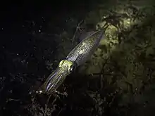 European common squid