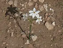 Flowers of Narcissus obsoletus