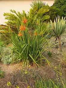 Aloe cooperi (Aloe plicatilis in background on the right)