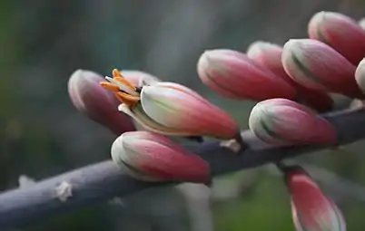 Inflorescence in the Pretoria National Botanical Garden