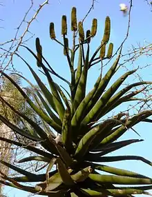 Aloe rupestris (bottlebrush aloe)