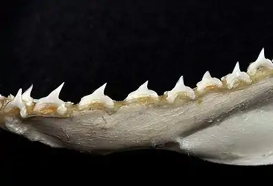 Teeth