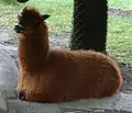 Alpaca