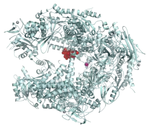 Ribbon diagram of RNA polymerase II molecule showing central binding site of alpha-amanitin molecule