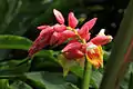 Alpinia hainanensis ' Shengzhen' from Flower View