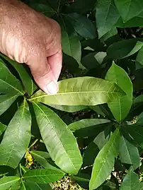 Foliage