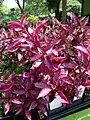 'Brazilian Red Hots' cultivar with bright pink colours