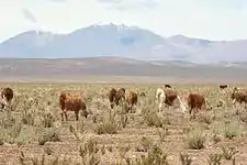 Picture showing the Altipano with a dry grassland and a snow-capped mountain in the background