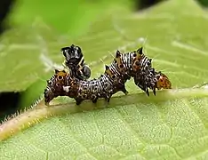 An image of a Alypia octomaculata caterpillar on a leaf, with a fly landing on top of it, attempting to parasitize it.