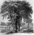 [unknown artist] The American Elm [1879] (U. americana)