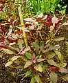 Amaranthus cruentus 'Oeschberg' foliage