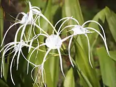 Hymenocallis in Malaysia