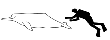 Amazon river dolphin size