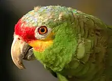 Image 14Biodiversity is an asset for ecotourism. A red-lored amazon (from Tourism in Belize)