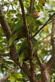 Cuban amazons (Amazona leucocephala), Queen Elizabeth II Botanic Park