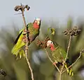 Two in a fruiting tree in Cuba