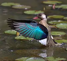 Brazilian teal