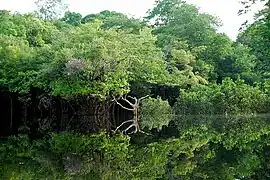 The Amazon rainforest in Brazil.