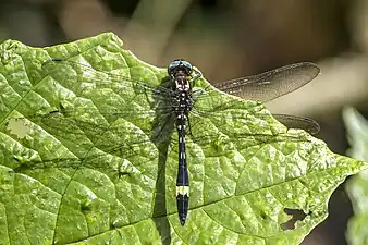 B. rapax, Colombia