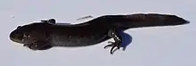 A completely black salamander