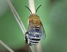 Amegilla zonata, a known pollinator