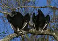 American black vultures