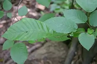 Carpinus caroliniana leaves