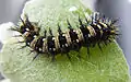 American lady butterfly caterpillar in Wooster, Ohio, United States