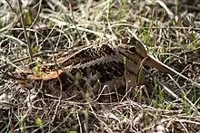 Scolopax minor concealed in grass